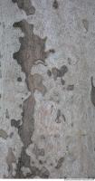 wood tree bark 0008